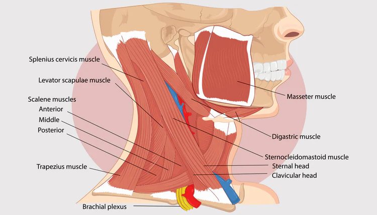 neck exercises for mass